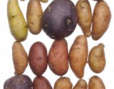 Potato varieties