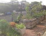 Garden boxes at Coogee